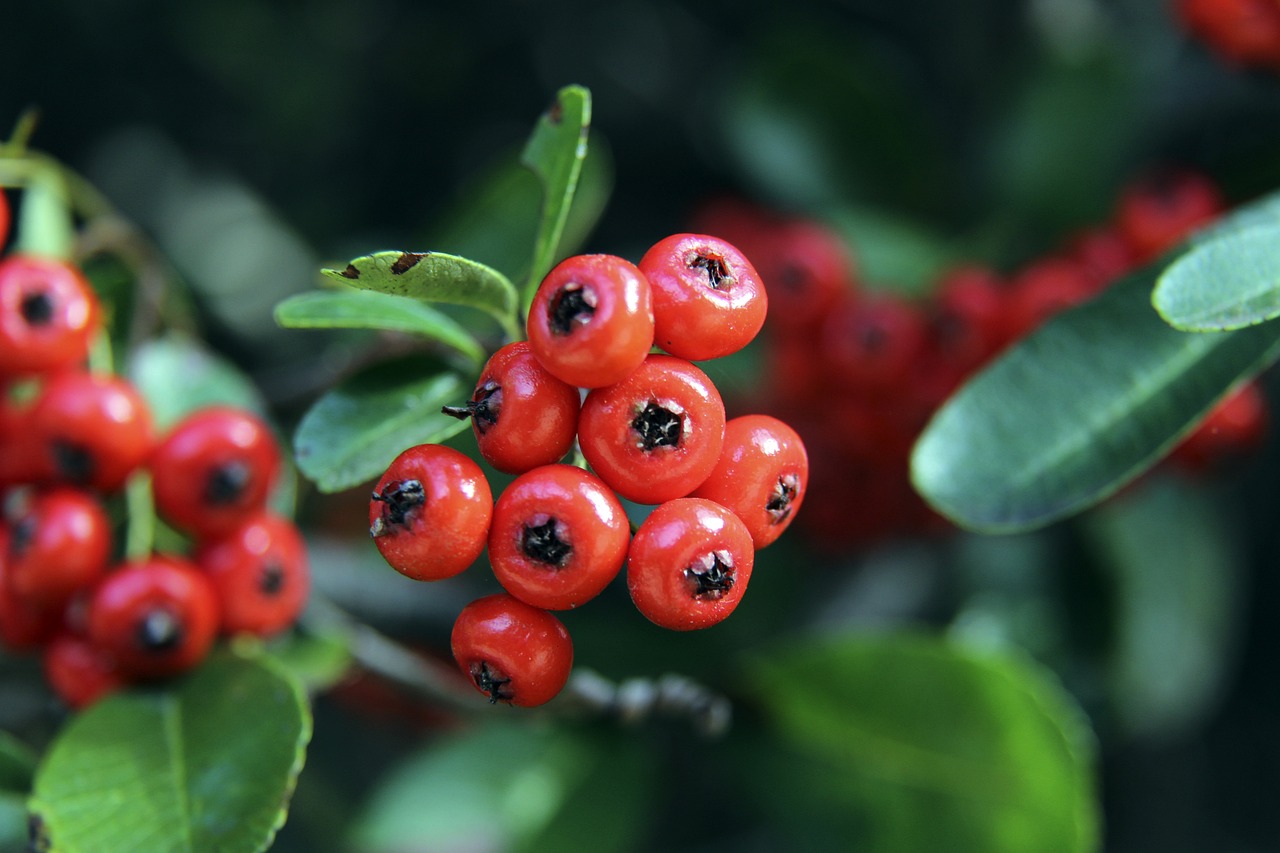 从浪茄到北 从浪茄到北